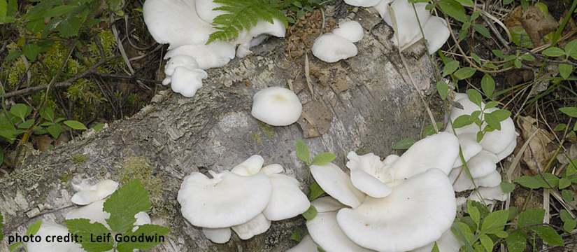 The Fungus Among Us – Oyster Mushrooms