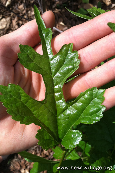heart-mulberry-leaf