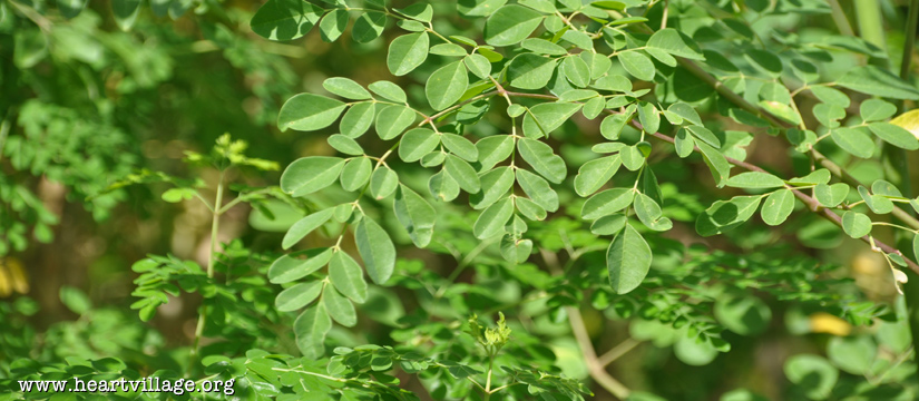 Moringa: A Tree in the Tropics, a Vessel for Change
