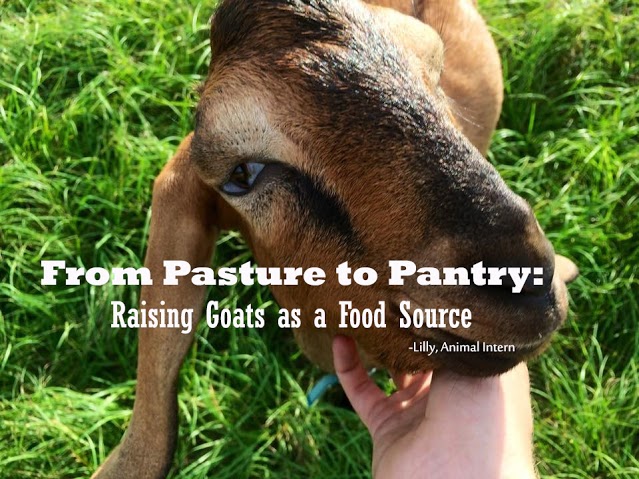 From Pasture to Pantry: Raising Goats as a Food Source